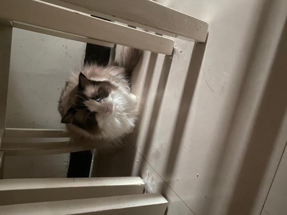 猫咪·布偶·壮壮