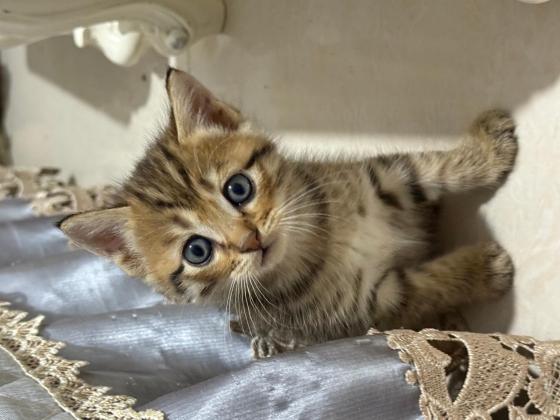 猫咪·虎斑·还未取名