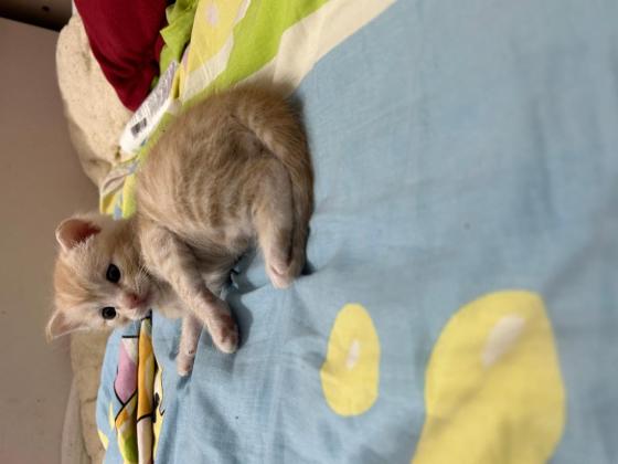 猫咪·狸花猫·家猫