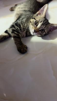 猫咪·田园猫·小宝