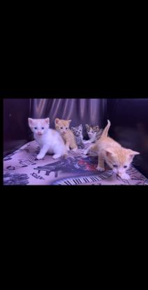 猫咪·田园猫·田园猫