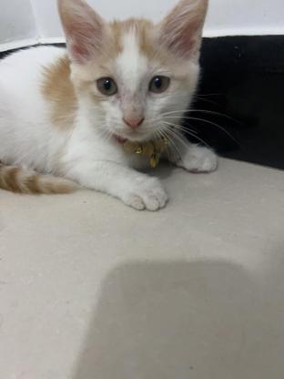 猫咪·黄白猫·田园猫