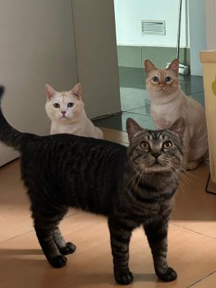 猫咪·狸花猫·小宝