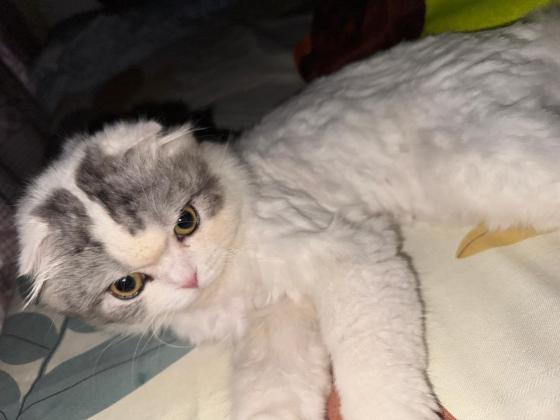 猫咪·布偶·福福