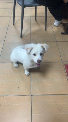 狗狗·串串·胖胖