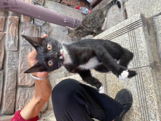 猫咪·中华田园猫·小黑米