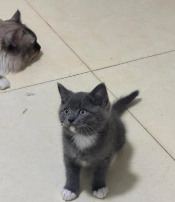 猫咪·蓝白·小鼻嘎