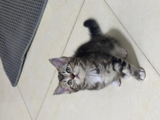 猫咪·金虎斑·小黄