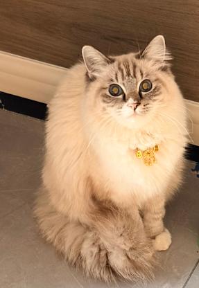 猫咪·布偶·团团