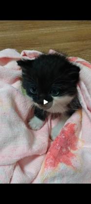 猫咪·牛奶猫·无