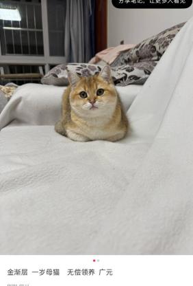 猫咪·金渐层·进宝