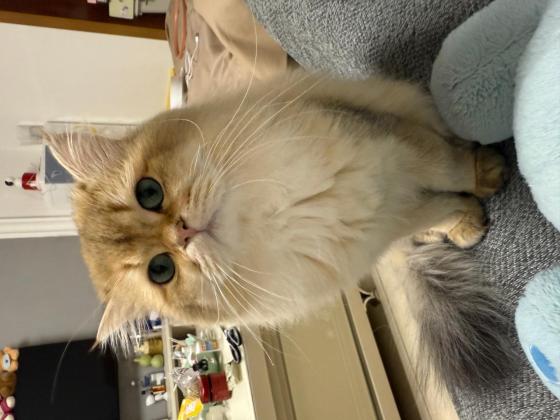 猫咪·金渐层·招财