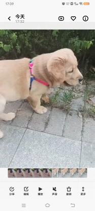 狗狗·拉不拉金·咕噜