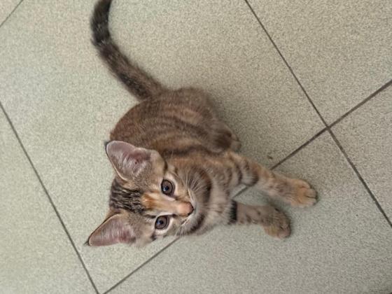 猫咪·狸花猫·阿狸