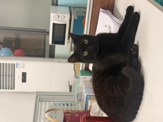 猫咪·田园猫·罗小黑
