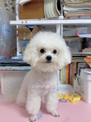 狗狗·比熊·汤圆