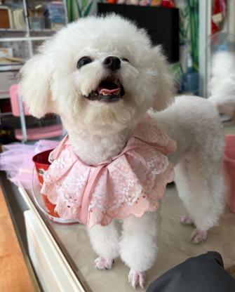 狗狗·小体比熊·七月