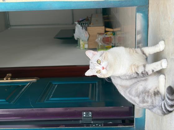 猫咪·美国短毛猫·咖啡