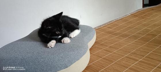 猫咪·奶牛·猫咪