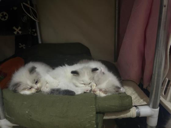 猫咪·布偶·无