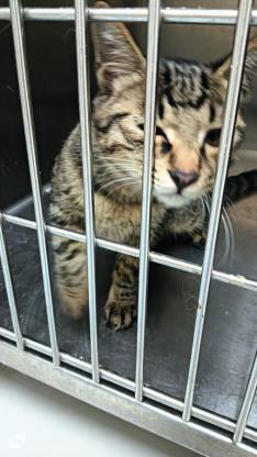 猫咪·田园猫·咪咪