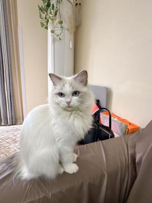 猫咪·布偶猫·布布