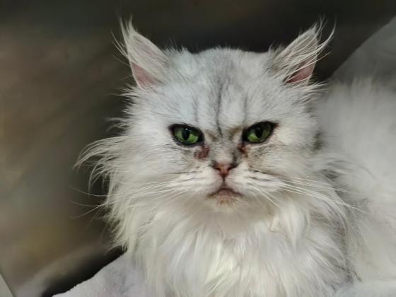 猫咪·银渐层长毛猫·乖乖