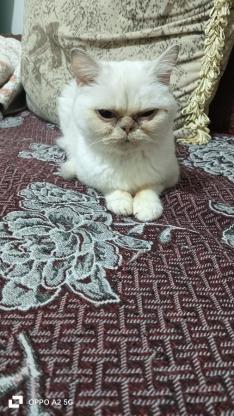 猫咪·银渐层·蛋蛋