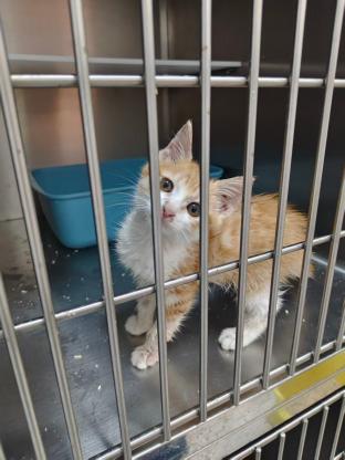 猫咪·橘猫·小橘子