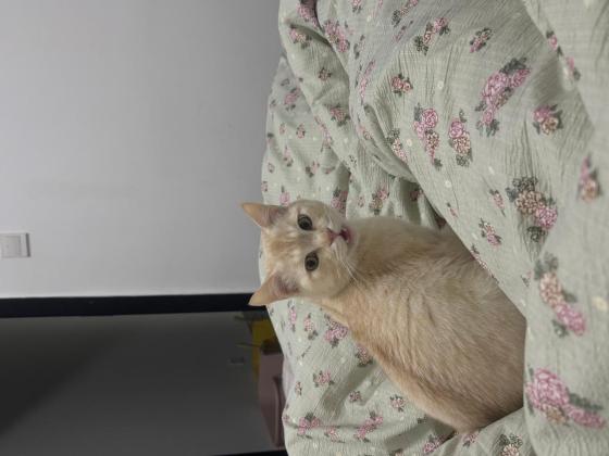 猫咪·田园猫·小猫