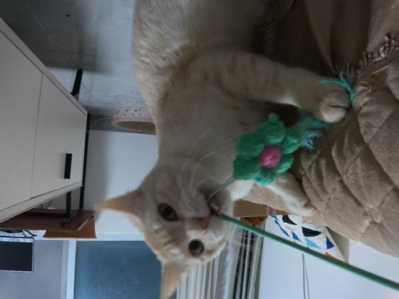 猫咪·英短·暂无