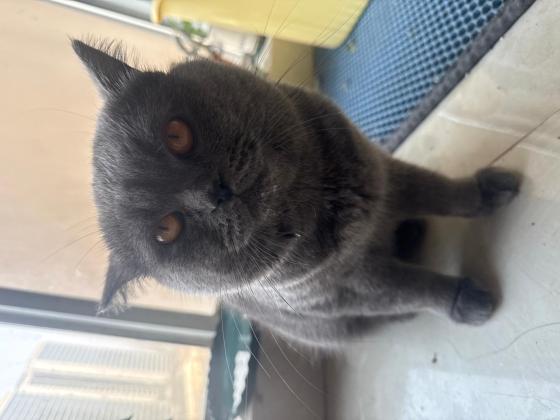 猫咪·蓝猫·未知