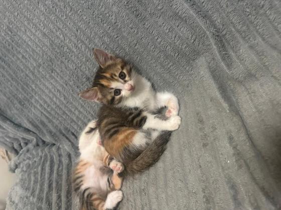 猫咪·中华田园猫·小奶猫