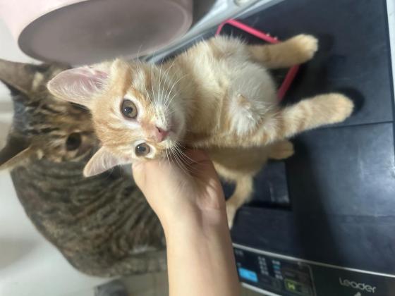猫咪·橘猫·小橘猫