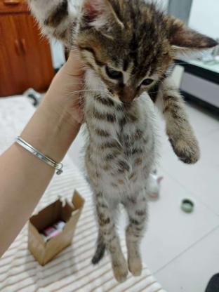 猫咪·狸花·小狸花
