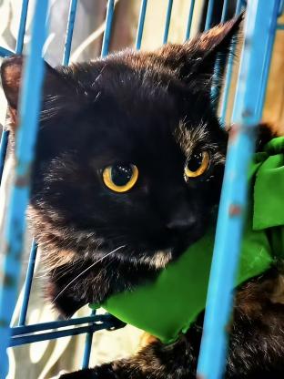 猫咪·田园猫玳瑁猫·丑丑