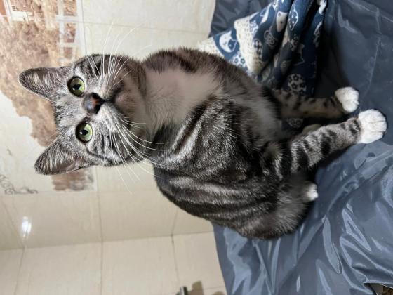 猫咪·虎斑猫·十九