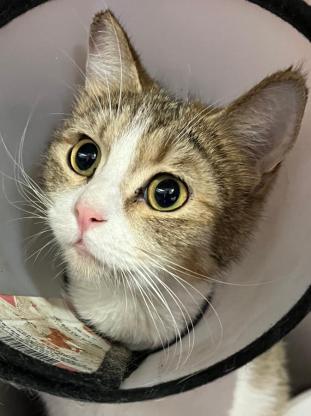 猫咪·田园猫·元宵