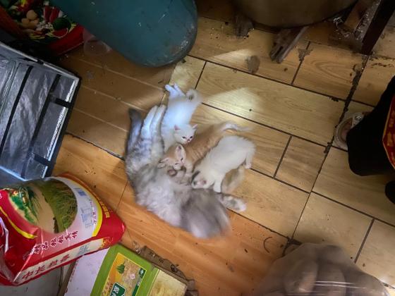 猫咪·长毛猫·猫猫