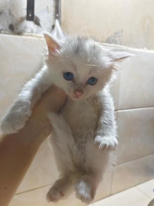 猫咪·宠物猫·猫