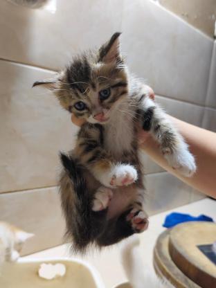 猫咪·长毛·猫猫
