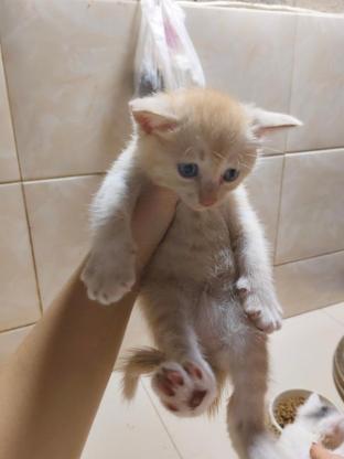 猫咪·橘猫·猫