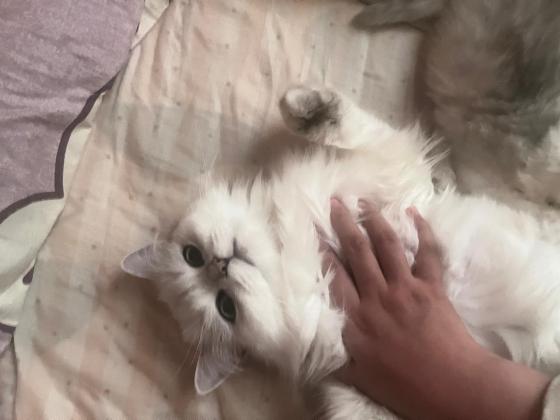 猫咪·长毛银渐层·贝贝