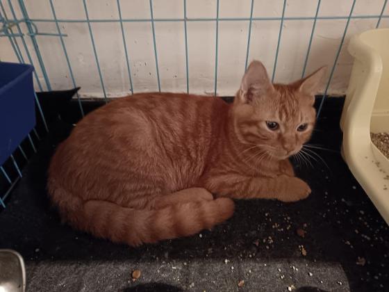 猫咪·橘猫·橘妹