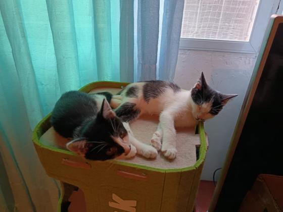 猫咪·田园猫·小八，小九