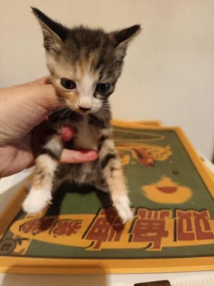 猫咪·田园猫·奶豆