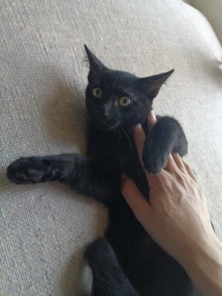猫咪·玄猫·🍇，葡萄