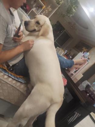 狗狗·拉布拉多·多多