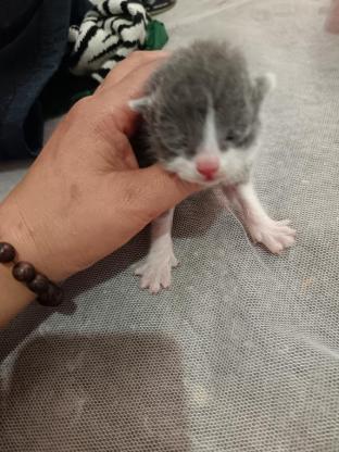 猫咪·英短蓝白猫·米奇