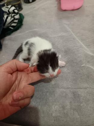 猫咪·黑白奶牛猫·娟娟